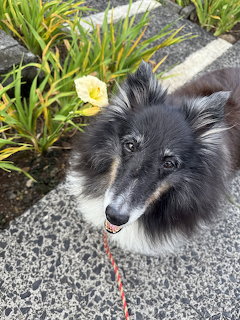 Shetland Sheepdog sitting on gravel next to yellow flowers and green plants