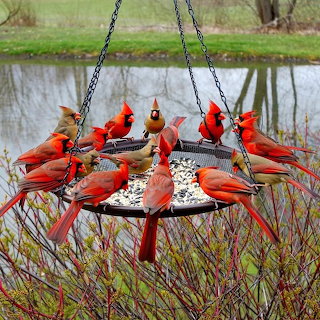 Cardinals on Feeder