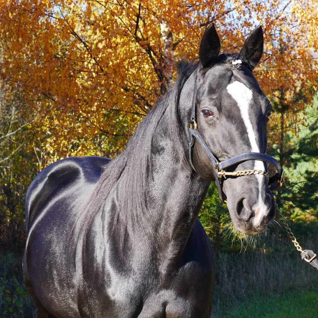 Black horse with white blaze standing in front of golden autumn trees
