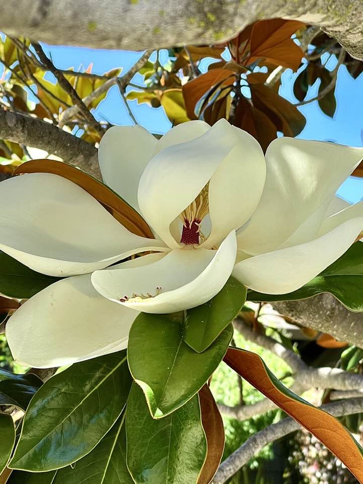 Botanical illustration of a white Magnolia grandiflora flower with green leaves