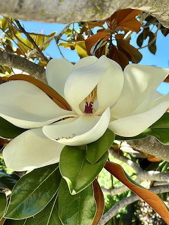 Magnolia Grandiflora Bloom