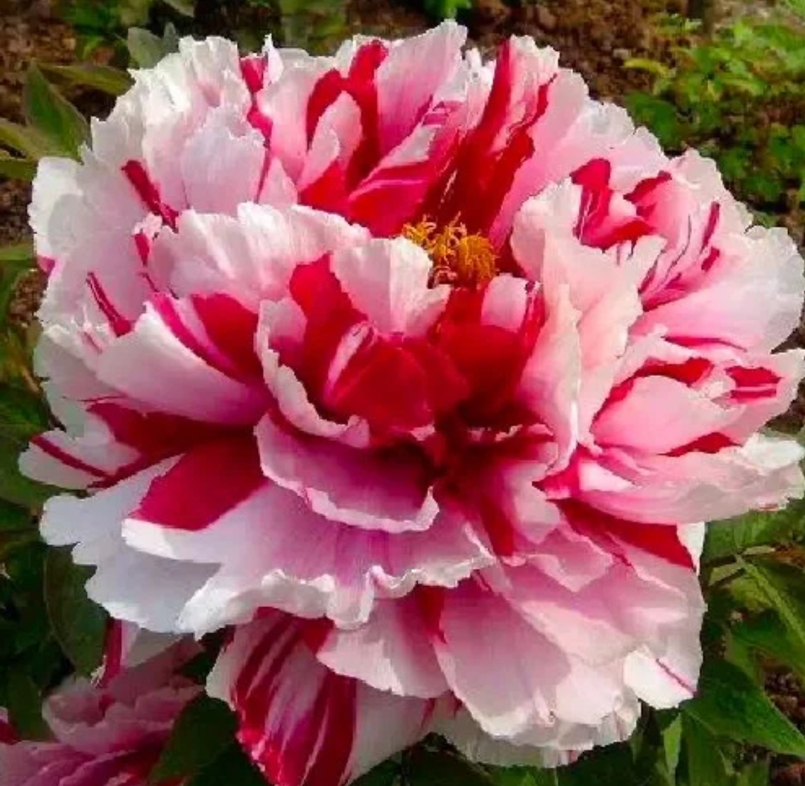 Close-up of a pink and white striped peony flower with ruffled petals and yellow center