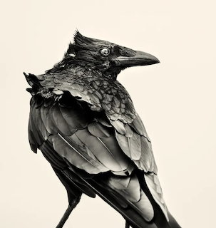 Black and white portrait of a crow with ruffled feathers looking to the right against a pale background