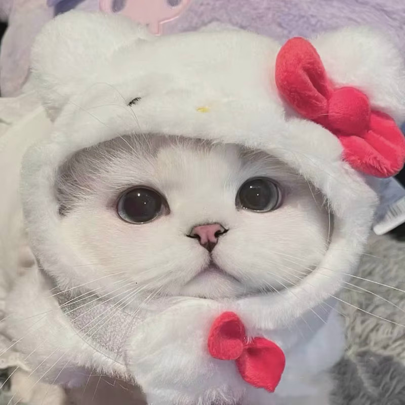 Close-up of a gray and white cat wearing a fluffy white bunny costume hood with red bow accents