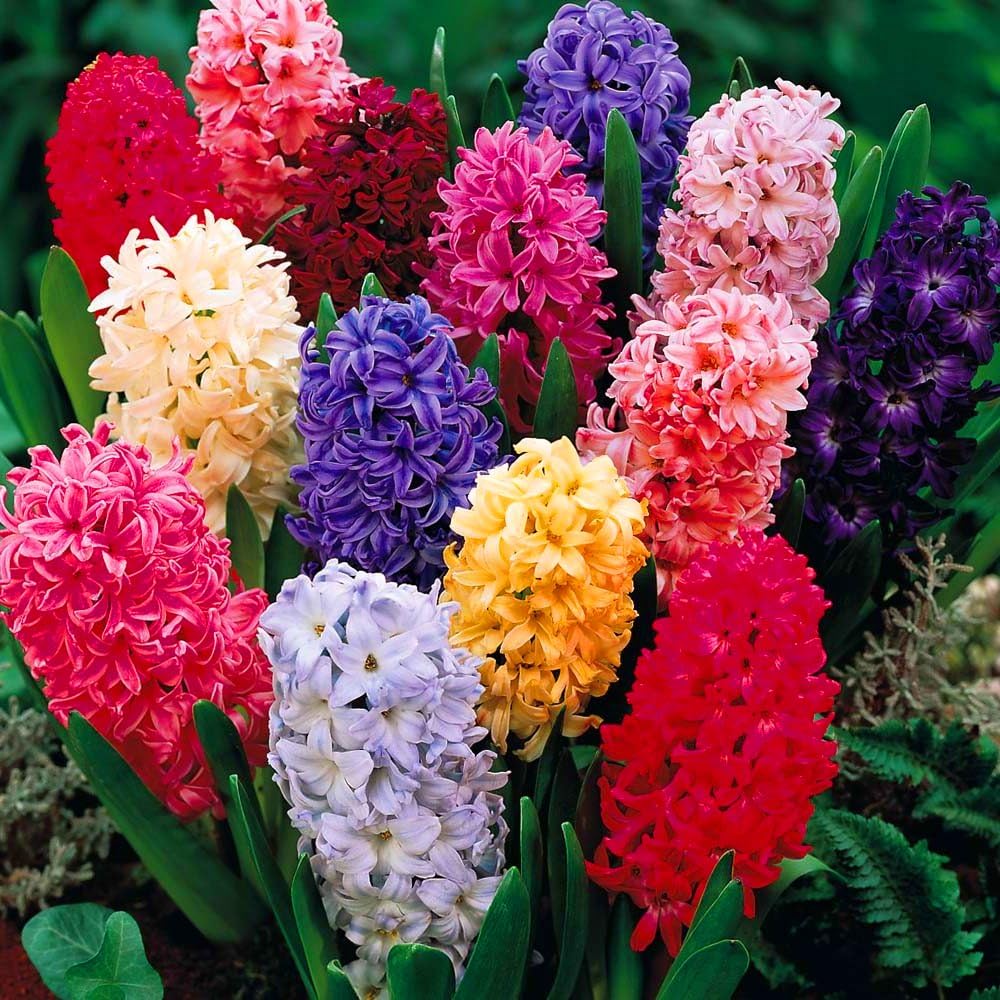 Colorful hyacinth flowers in red, pink, purple, yellow and white blooms clustered together with green leaves
