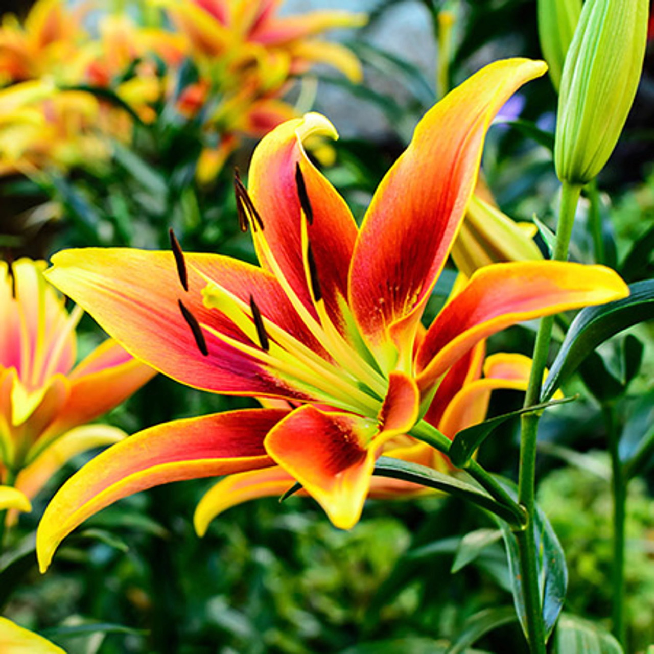 Close-up of a bright orange and yellow lily flower with green leaves in a garden