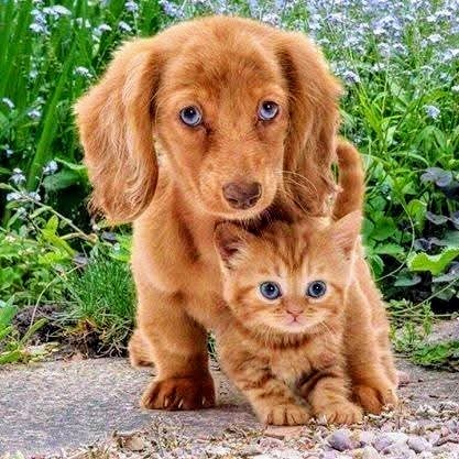 Puppy and Kitten