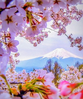 Mount Fuji seen through pink cherry blossom branches in spring