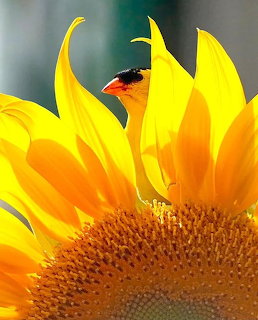 Small orange-and-black bird peeking through yellow sunflower petals