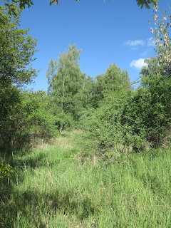 Green grassy meadow with birch trees and bushes under a blue sky with clouds