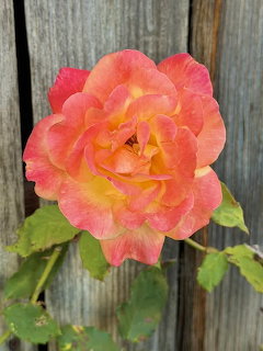 A pink and yellow rose bloming against a grey wooden fence with green leaves