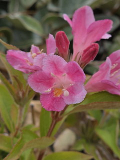 Pink Weigela Flowers