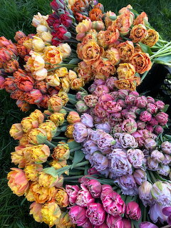 Colorful bunches of cut tulips in orange, pink, yellow, and lavender arranged on grass
