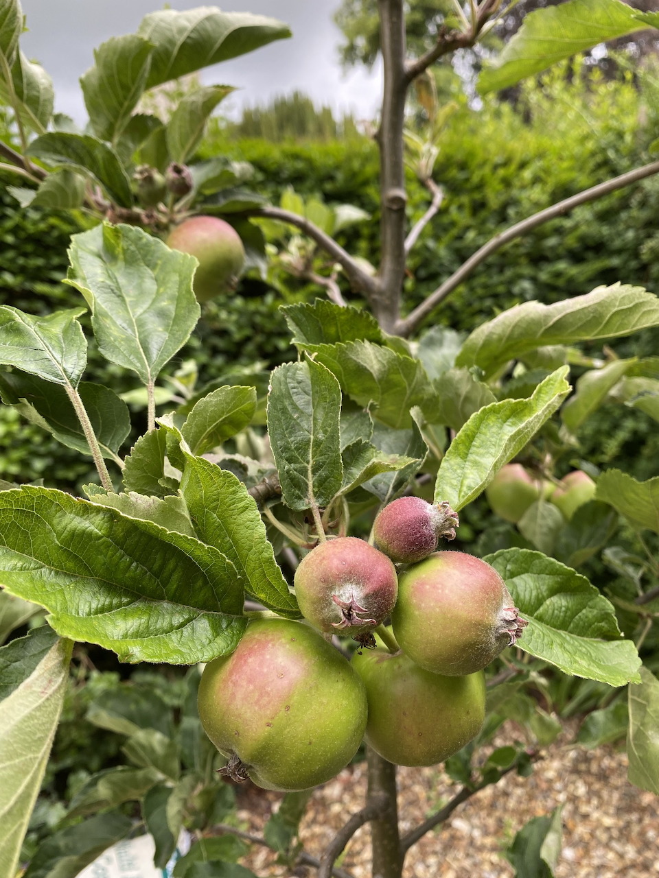 Cluster of green and red apples hanging on a leafy tree branch