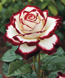 Red and White Rose