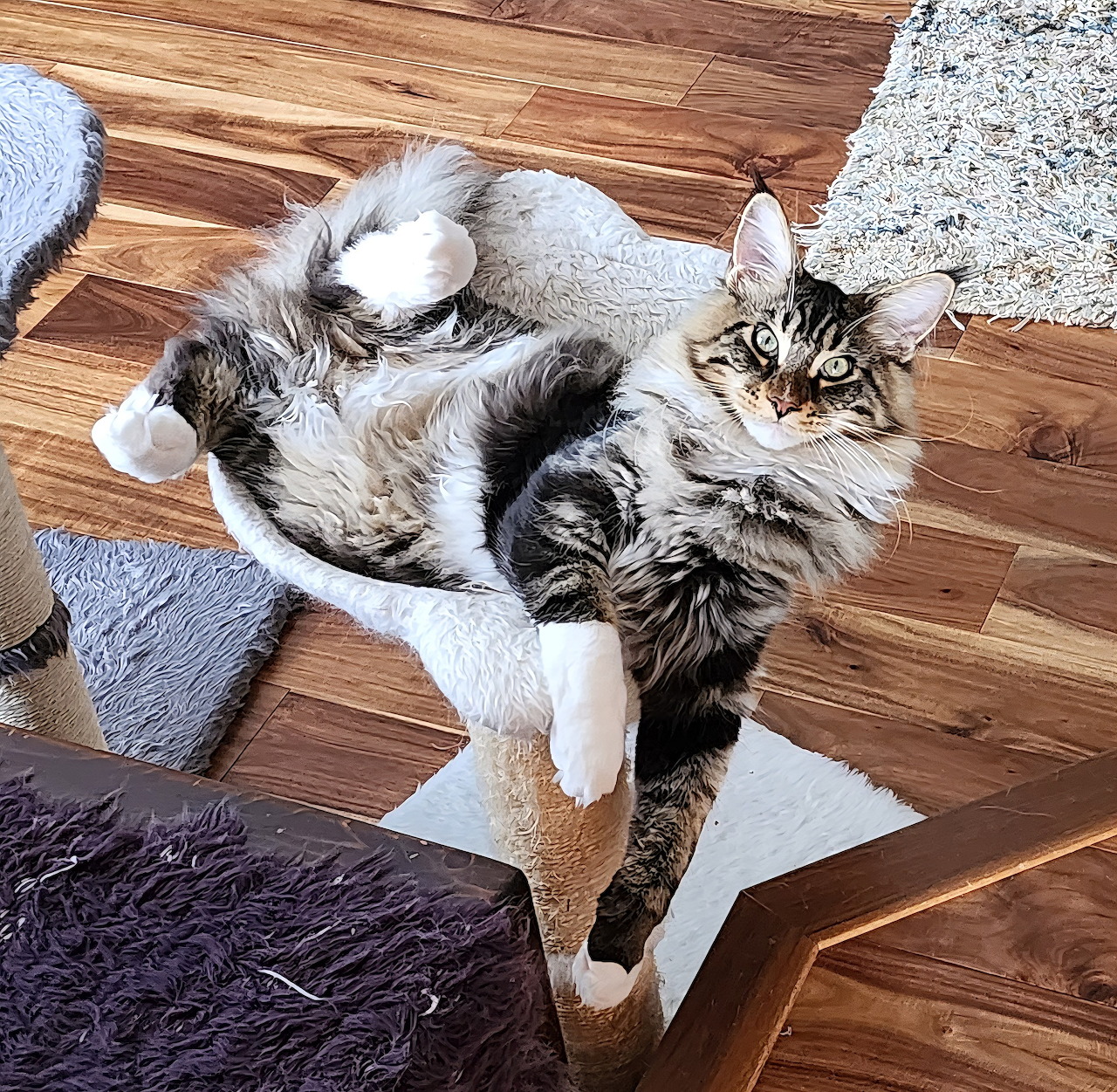Fluffy Maine Coon kitten relaxing in a cat tree indoors on a wooden floor