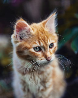 Orange Tabby Kitten