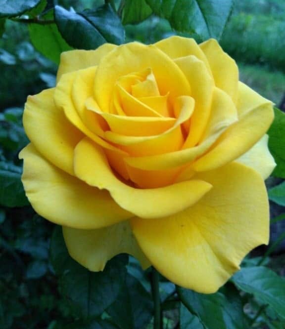 Yellow Rose Bloom