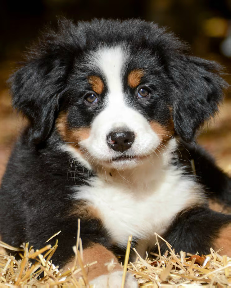 Bernese Mountain Dog pupy lying on straw looking at camera with floppy ears and tricolor fur