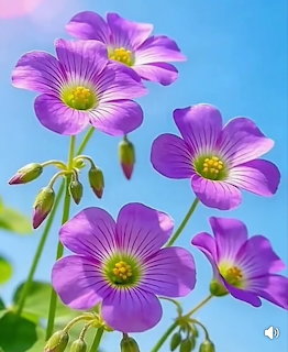 Purple flowers with yellow centers blooming against blue sky