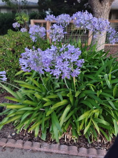 Purple Agapanthus Flowers