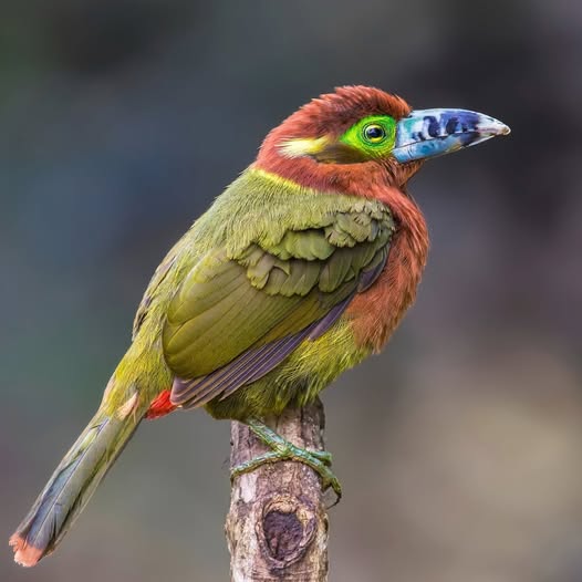 Spot-billed Toucanet
