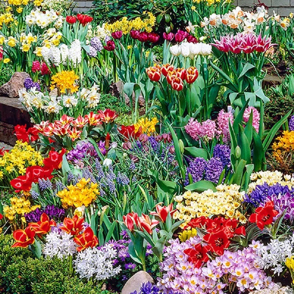 Colorful spring flower garden with tulips, daffodils, hyacinths and other bulb flowers in full bloom