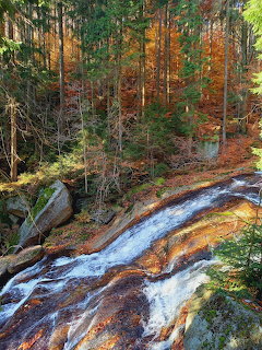 Rocky stream flowing through an autumn forest with orange and green foliage and tall pine trees