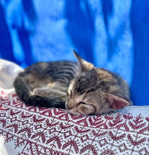 Tabby kitten sleeping on patterned blanket with blue background