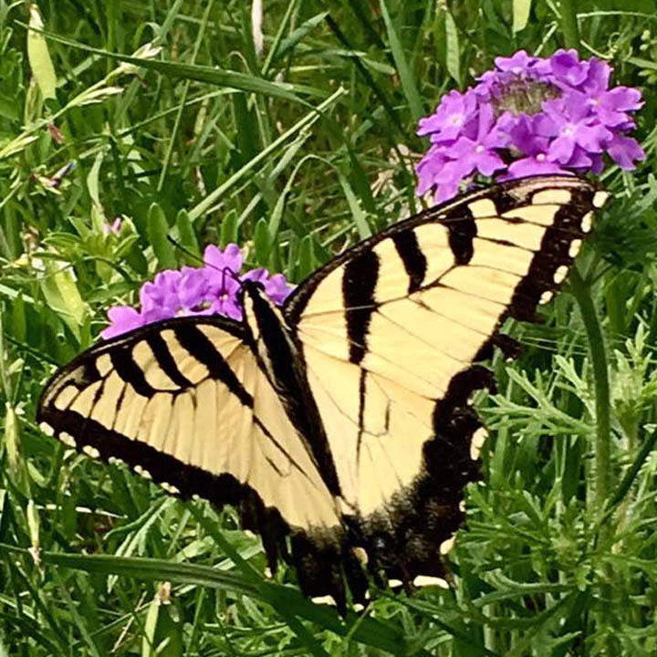 Yellow and black butterfly perched on purple flowers in green grass