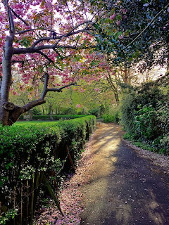 Peaceful garden path with flowering trees and trimmed hedges leading through spring landscape