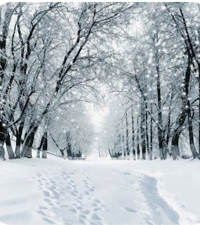 Snowy path through a forest of frost-covered trees in winter