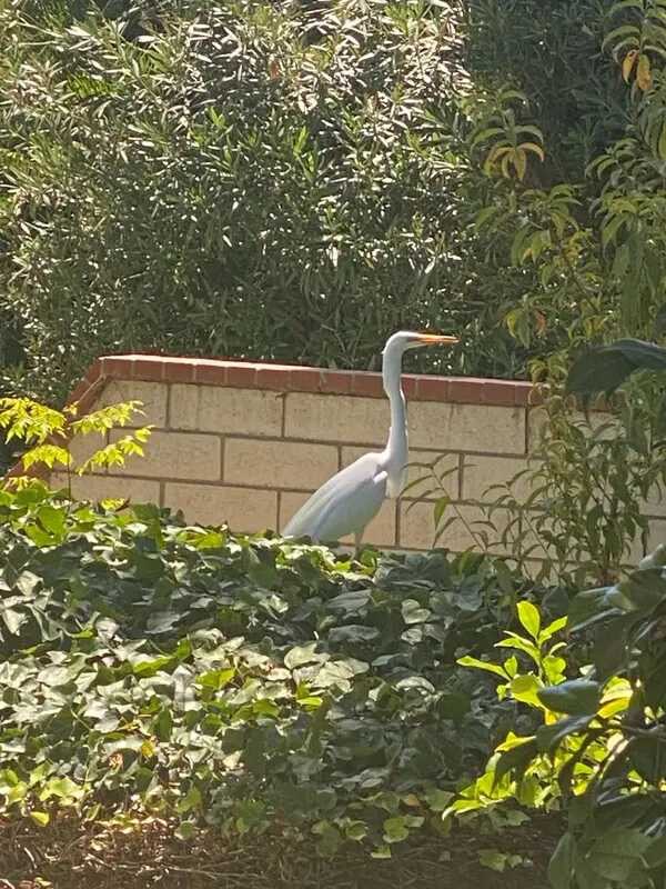 White egret standing near a low brick wall among dense green bushes and plants