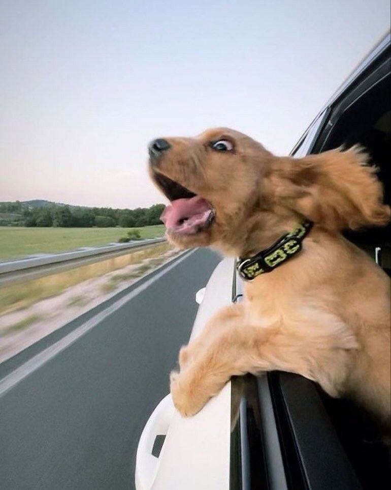 Golden puppy with tongue out sticking head out of car window on a highway