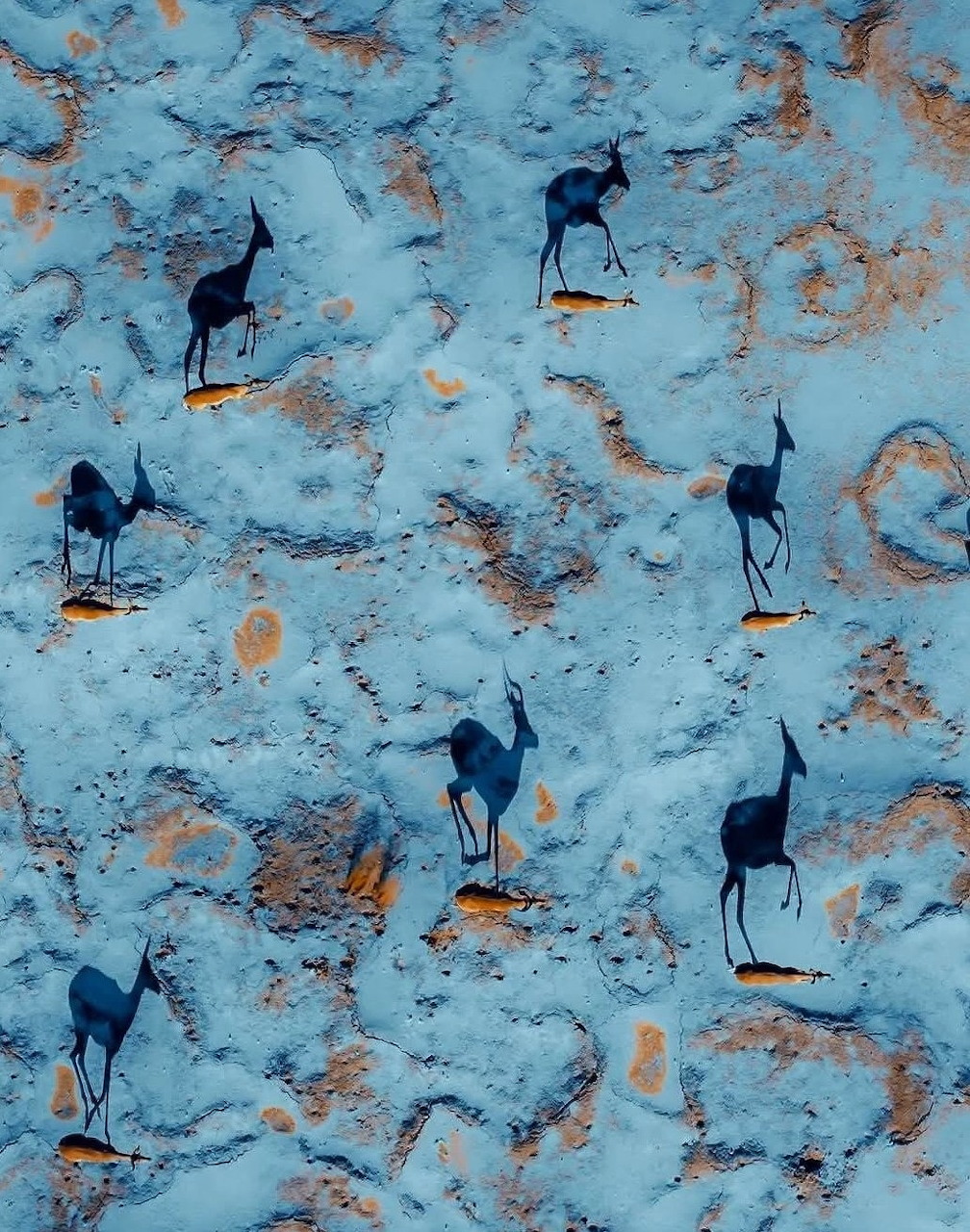 Aerial view of dark antelopes walking across a blue-white snowy terrain with orange earth patches