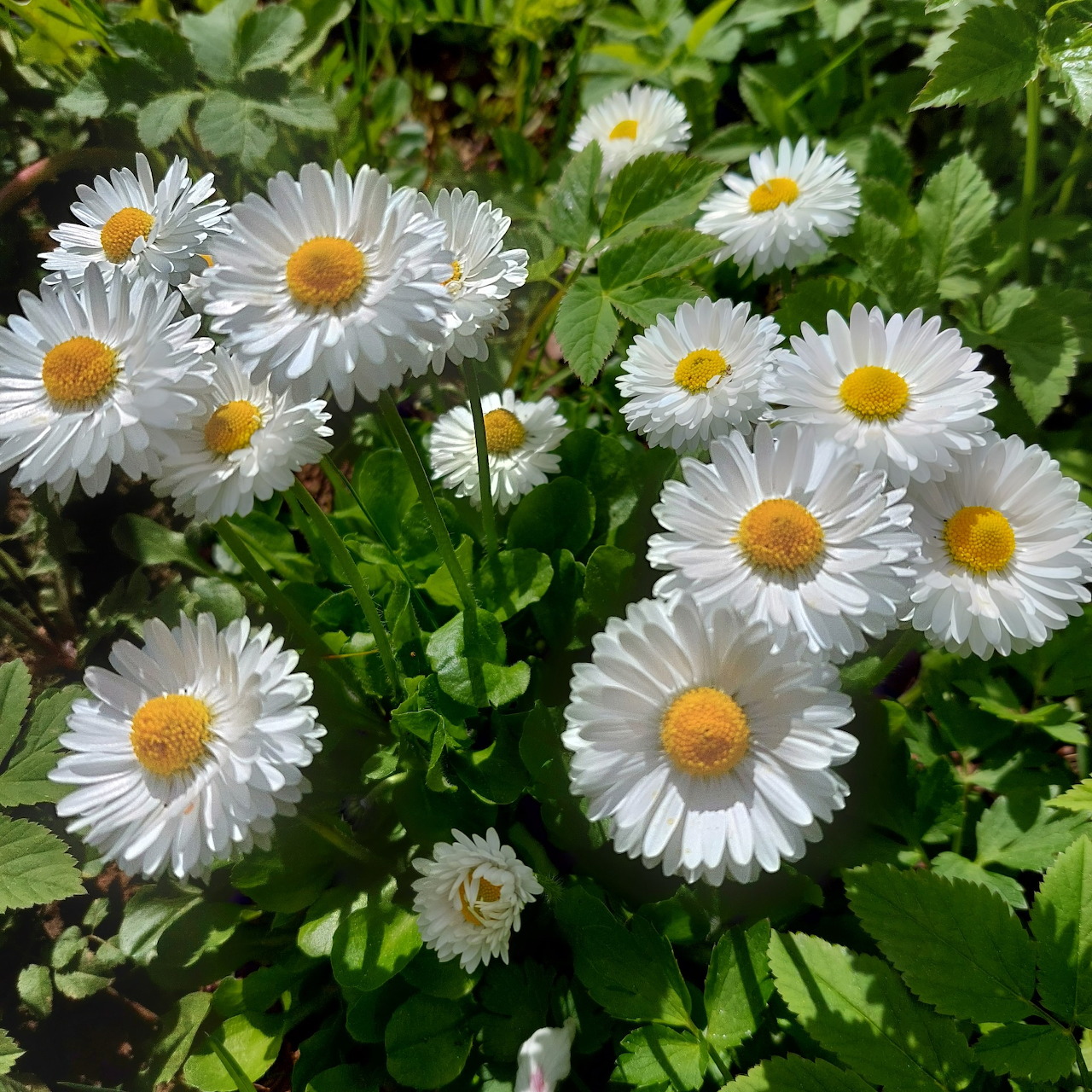 Cluster of white daisies with yellow centers growing in green garden foliage