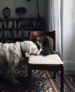 Cat and dog resting together on cushioned chair in bright interior room