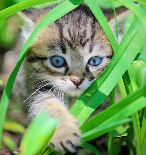 Kitten Peeking Through Green Grass