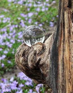 Glass crystal ball sitting in a knothole of a weathered tree trunk with purple flowers behind