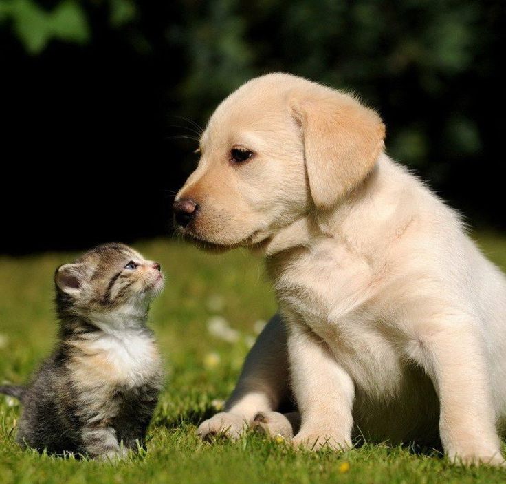 Cream Labrador puppy and tabby kitten sitting together on grass