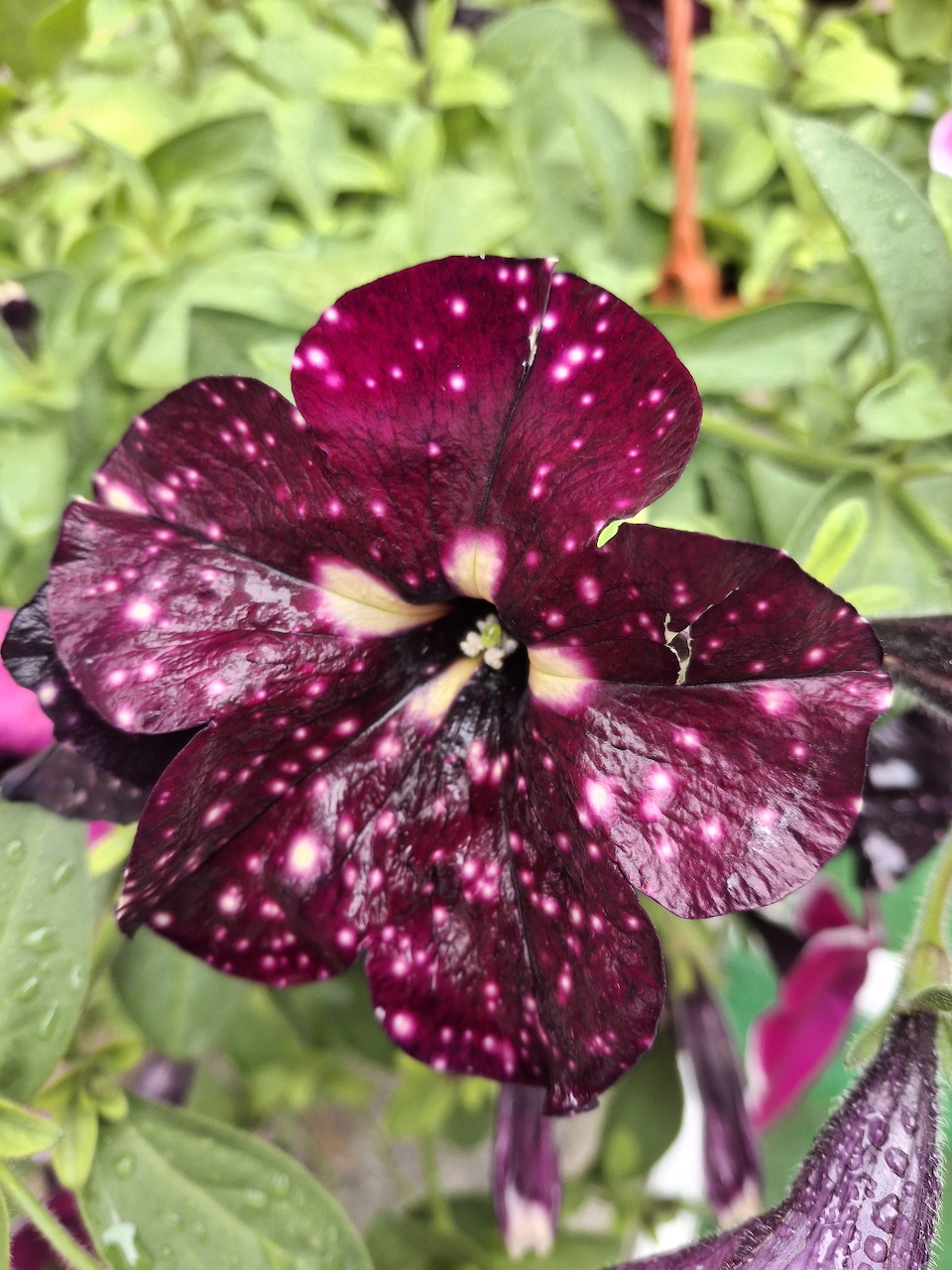 Petunia Flower Closeup