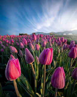 Field of purple and pink tulips under blue sky with sunburst and mountains