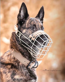 Dutch Shepherd Dog with Muzzle