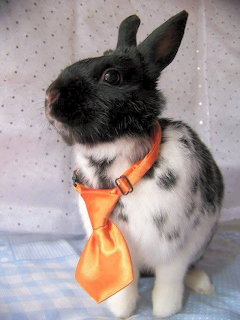 Black and white rabbit wearing an orange tie sitting on polka dot background