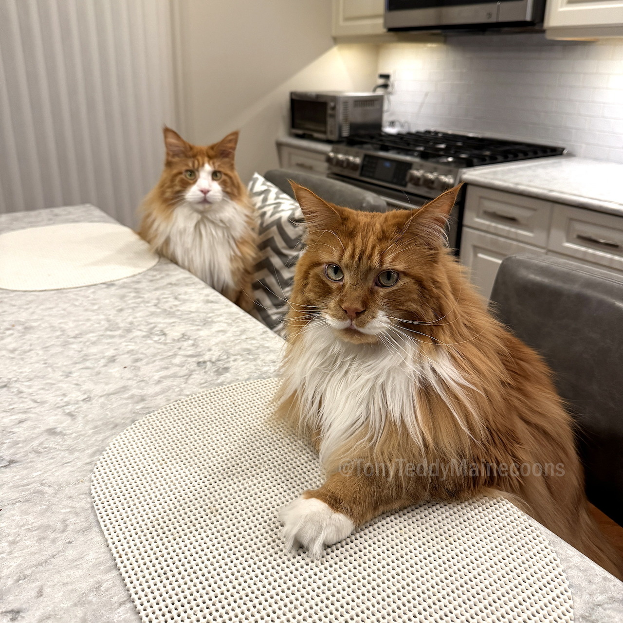 Two fluffy orange-and-white cats on chairs by a marble table in a modern kitchen