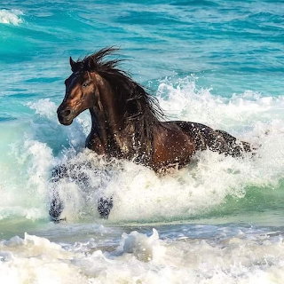 Brown horse running through foamy ocean waves near shore
