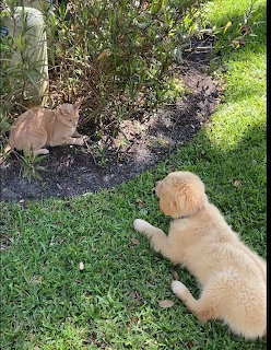 Puppy lying on grass facing a ginger cat near garden shrubs