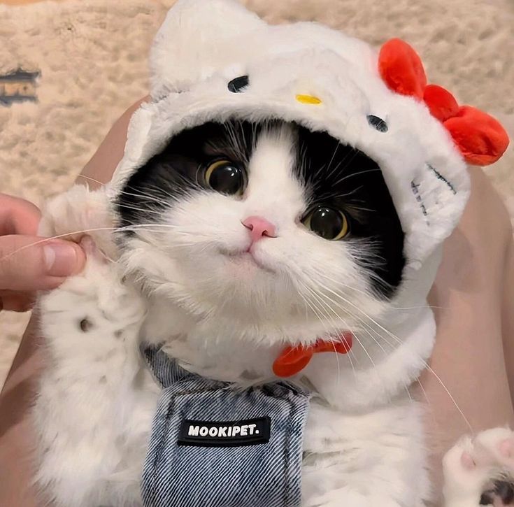 Cat in Hello Kitty Costume