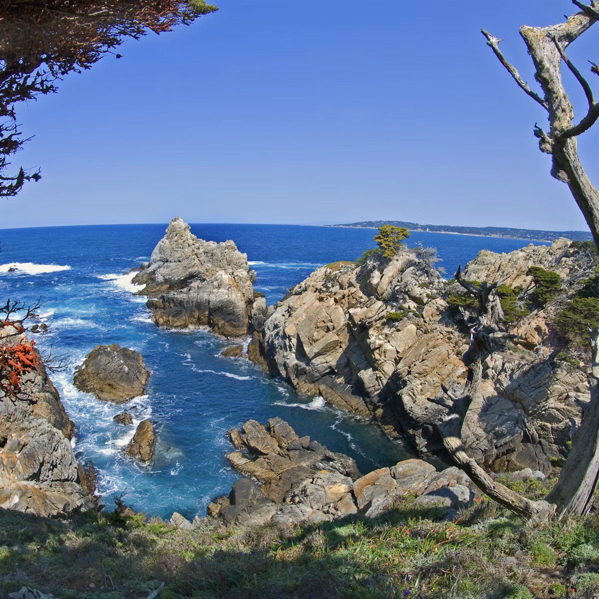 Rocky coastal cliffs jutting into blue ocean water with gnarled tree branches framing the view