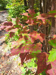 Close-up of colorful fall leaves in red, orange and green on tree branches with forest background